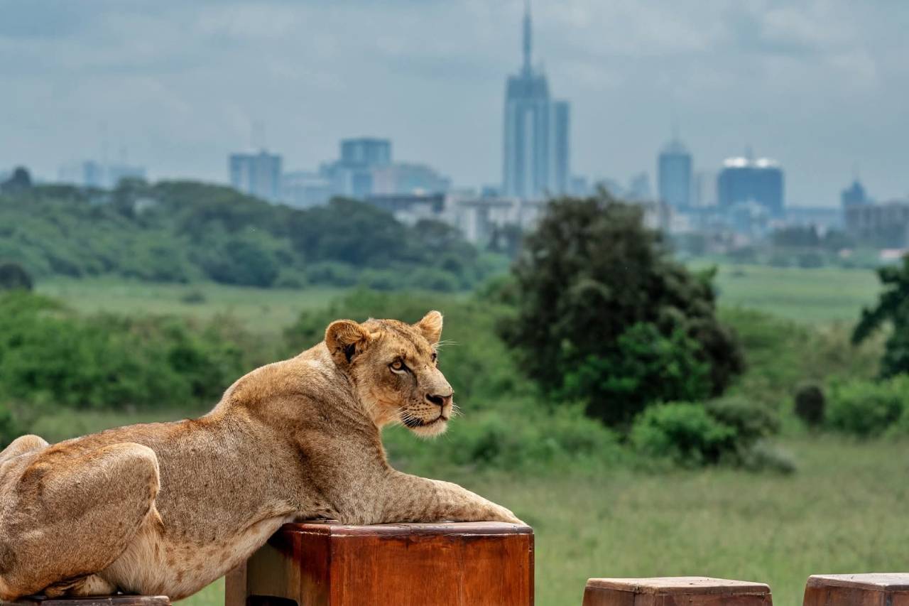 Nairobi National Park Day Trip