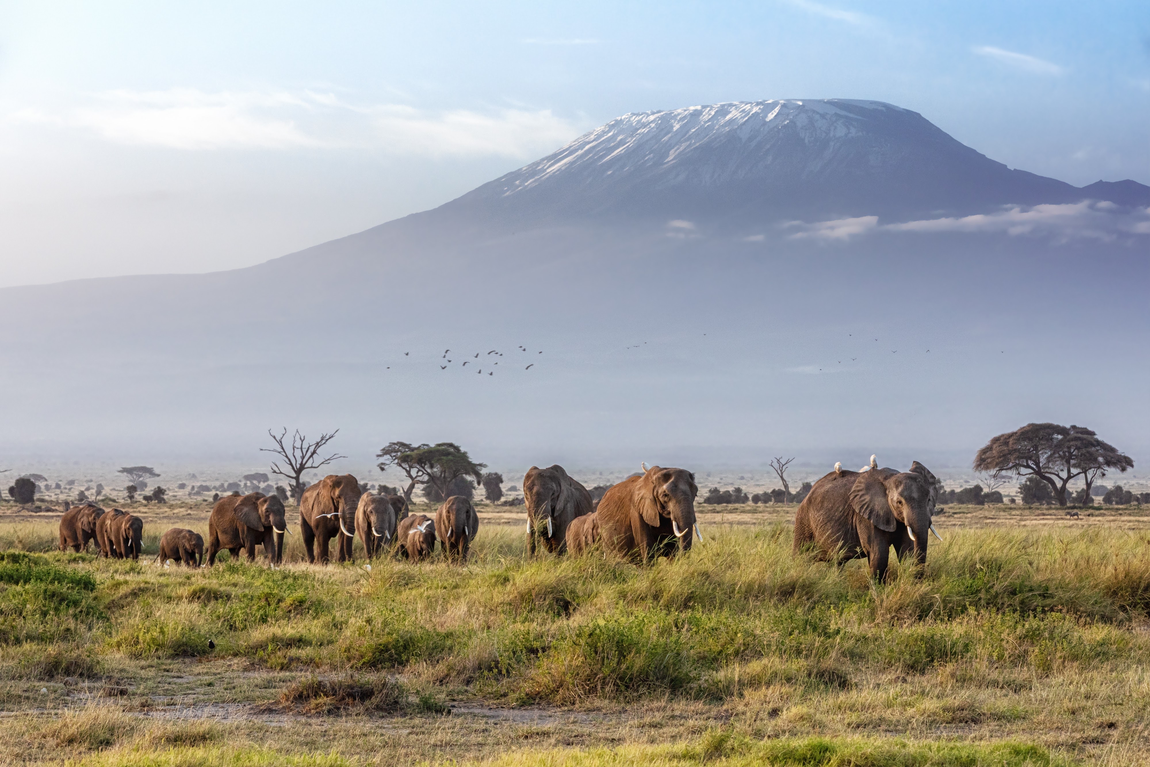 4 Days 3 Nights Tsavo & Amboseli Tour