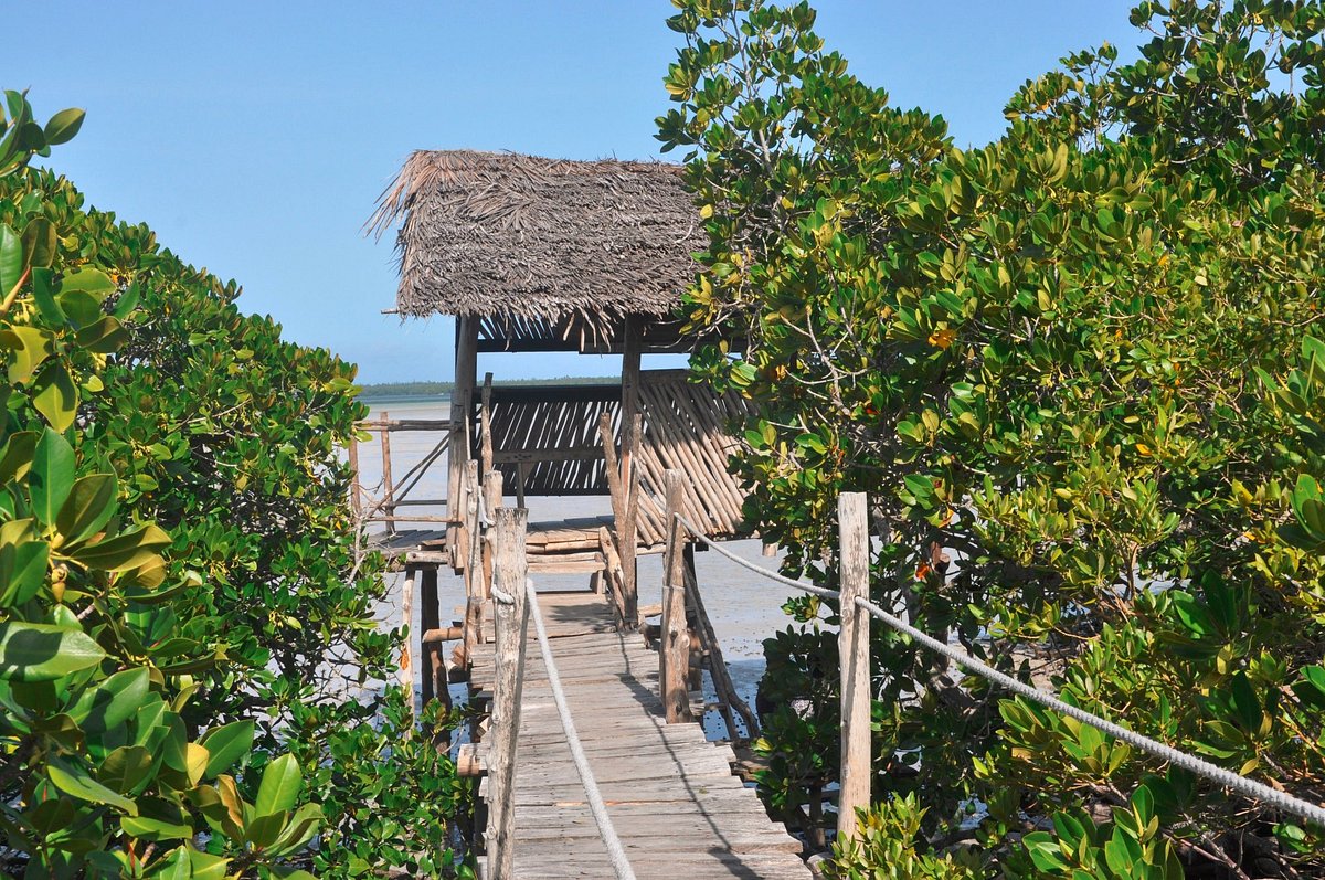 Mida Creek Mangrove Tour & The Dancing Bridge