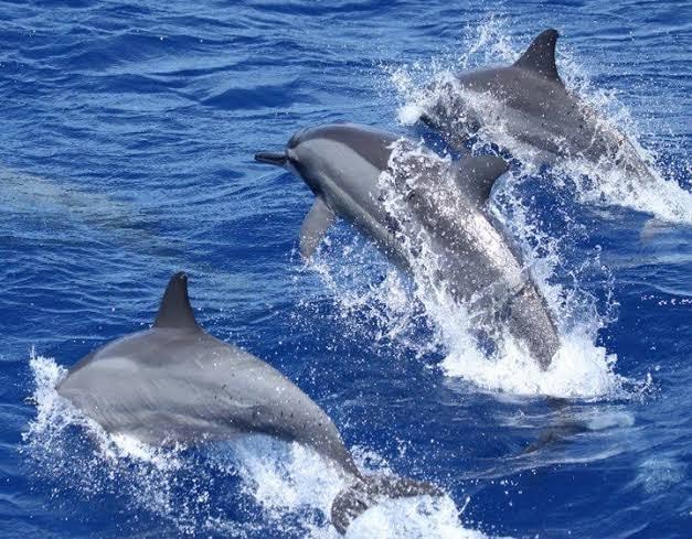 Watamu Dolphin