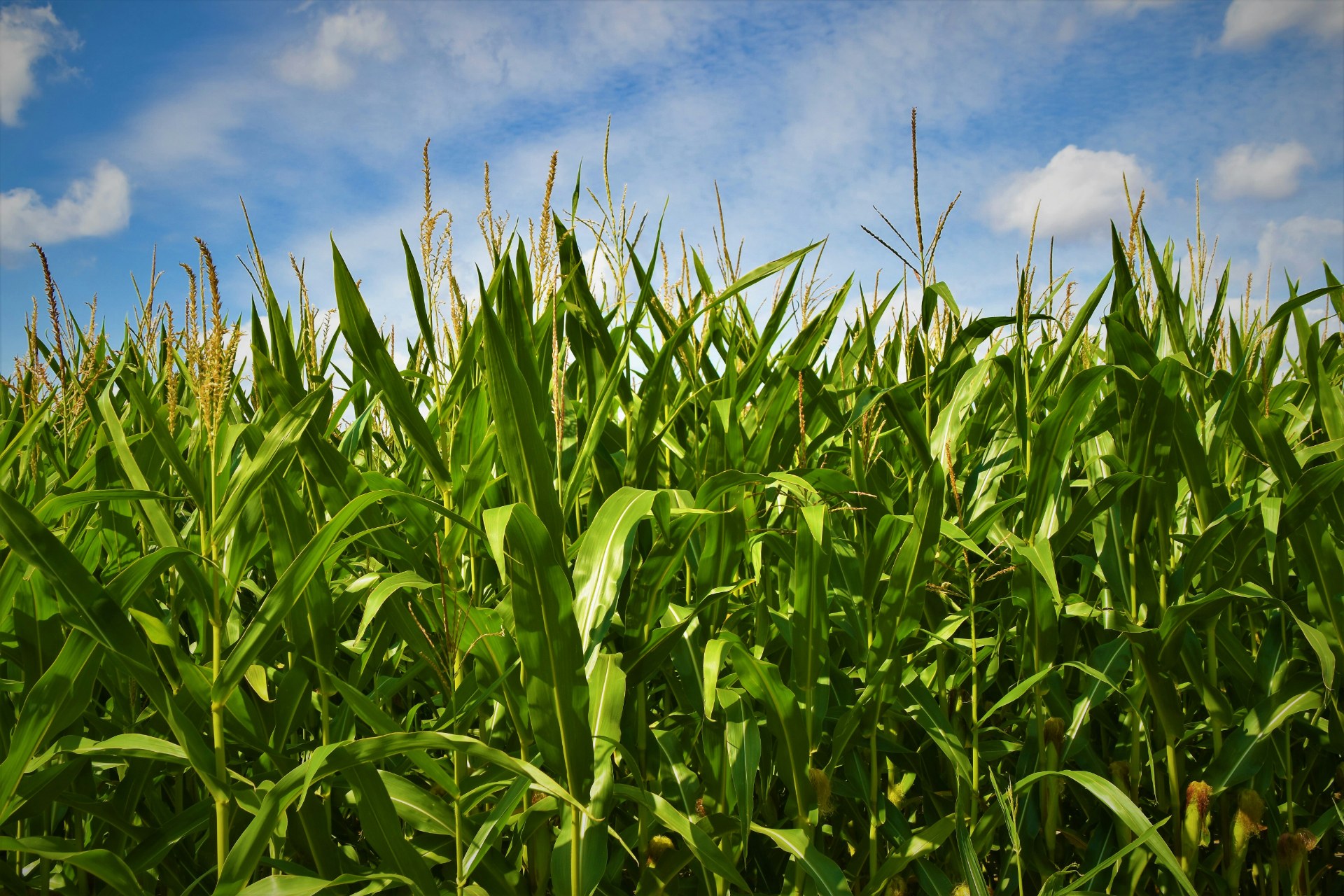 Empowering Agri-Business from Design to Production