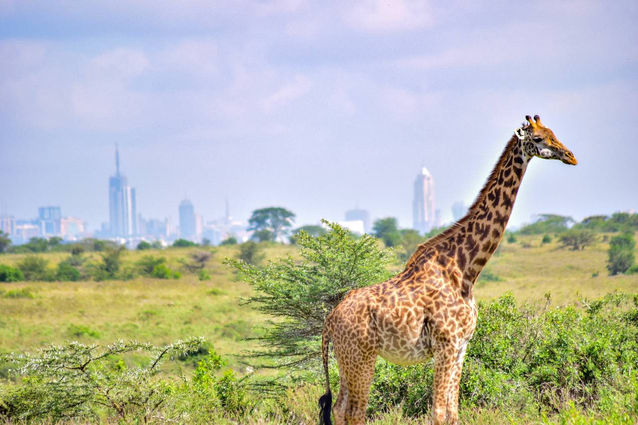 Nairobi National Park & Giraffe Center Tour