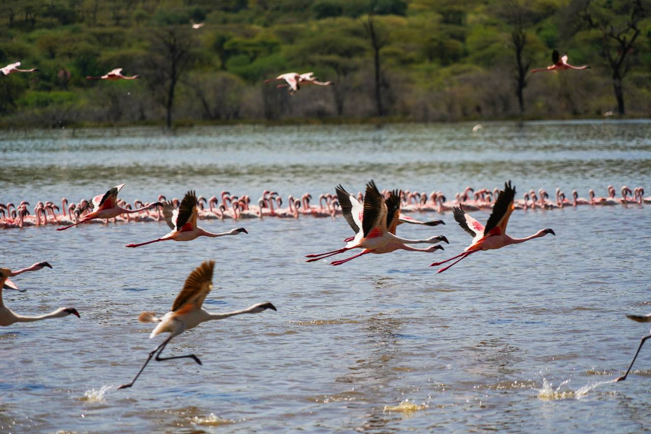 Lake Baringo, Lake Bogoria, and Lake Nakuru