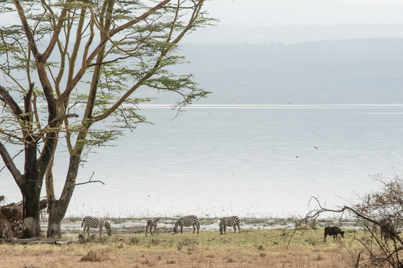 Lake Naivasha and Lake Nakuru Birdwatching