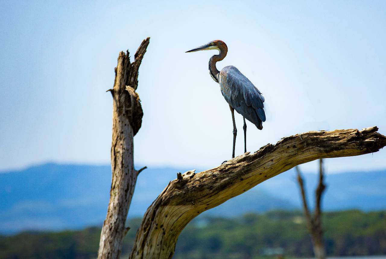 Lake Naivasha
