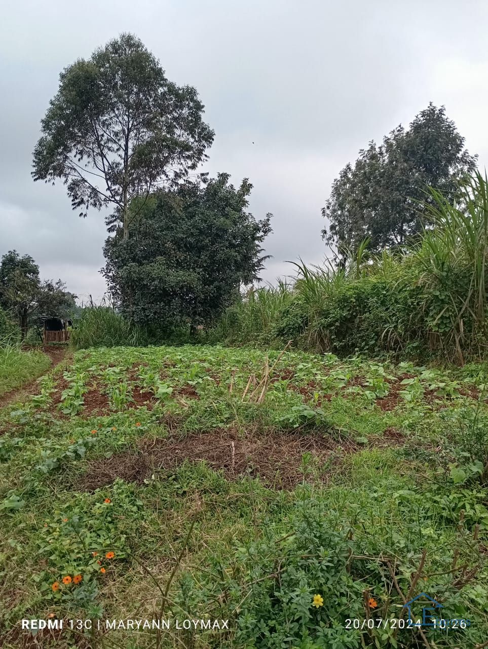 Limuru Nthingati Land