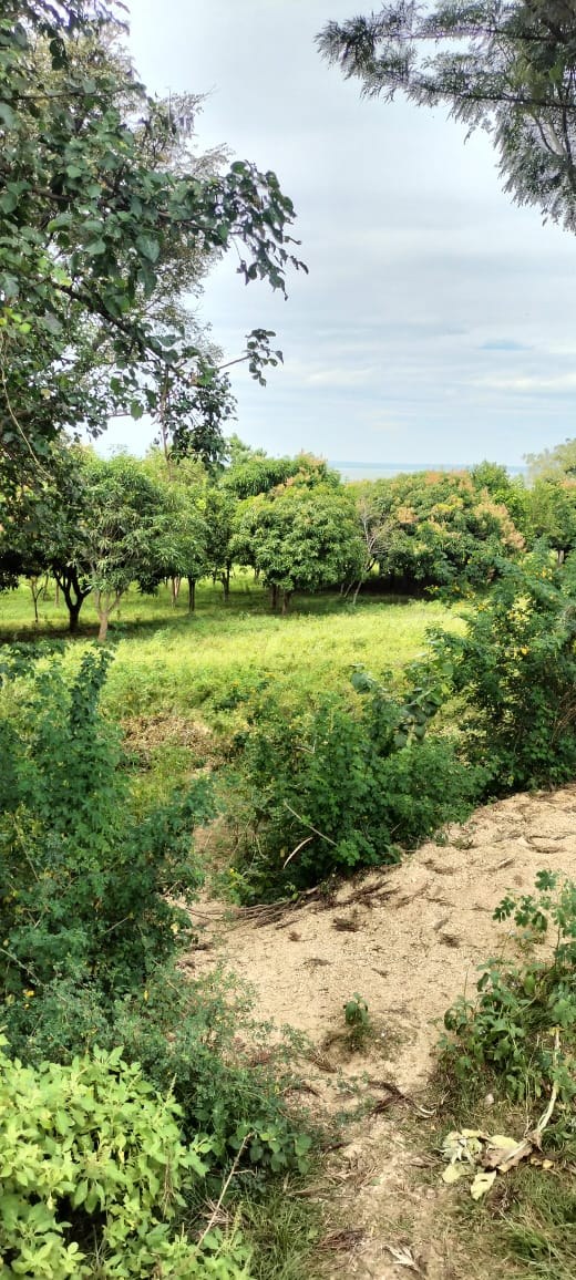 Alwala beach resort land