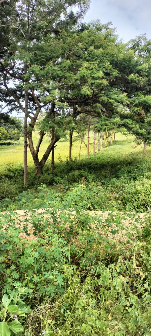 Property View 3