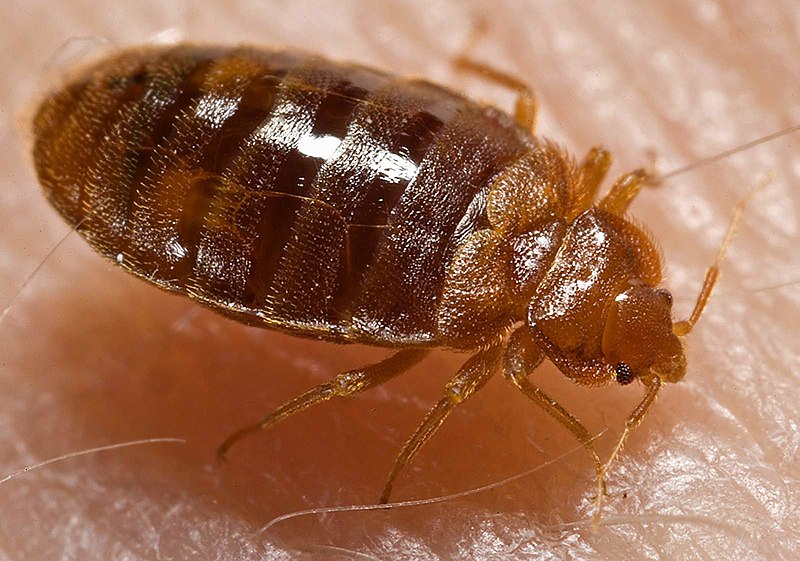 Bedbugs Eradication