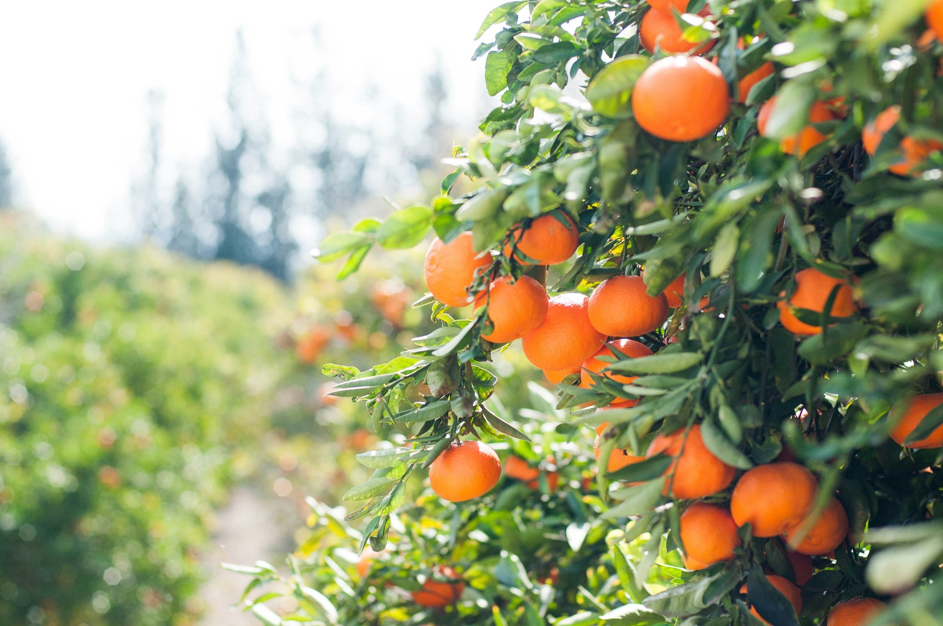 Premium Fruit Seedlings for a Bountiful Harvest