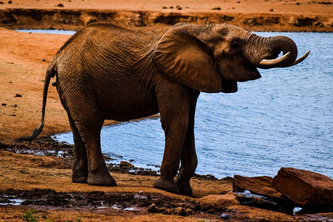 Tsavo National Park