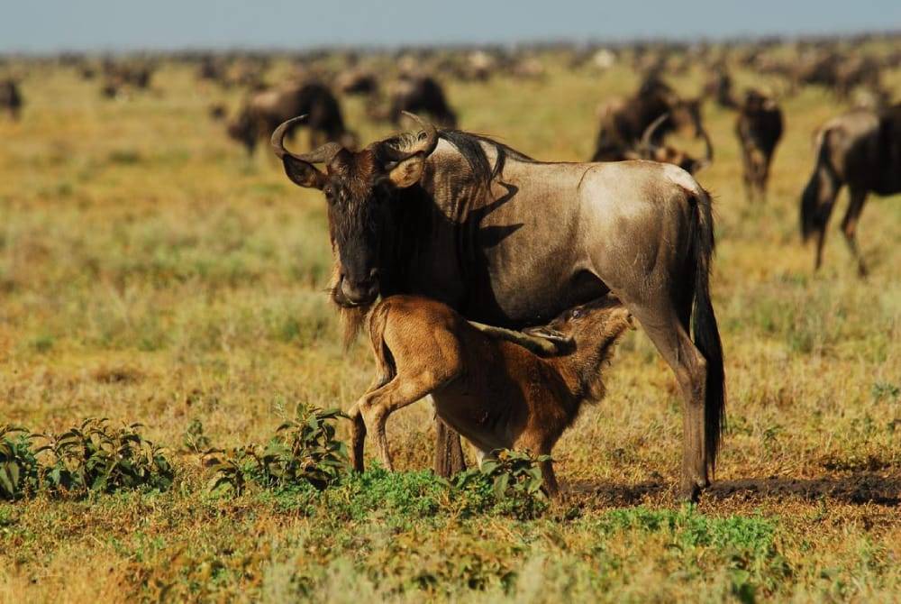 4 Days Wildebeest Migration Calving Safari